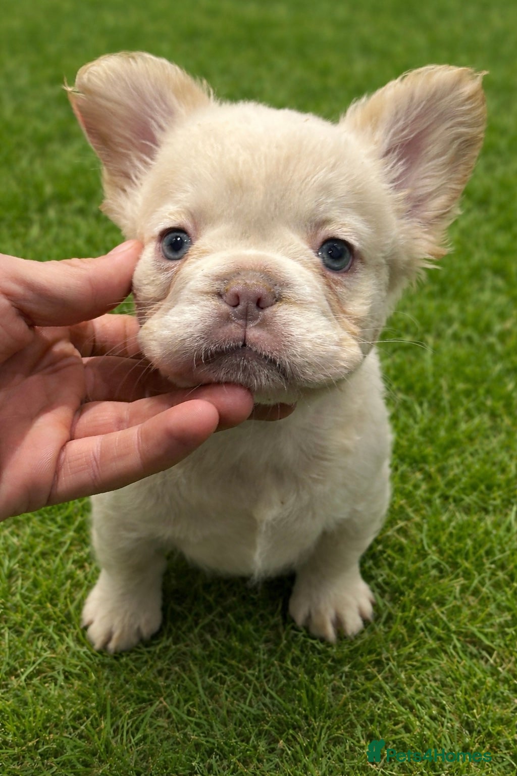 French Bulldog dogs LAST FEMALE LEFT fluffy french bulldogs - Advert 19