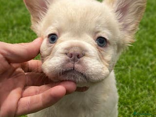 French Bulldog dogs LAST FEMALE LEFT fluffy french bulldogs - Advert 19
