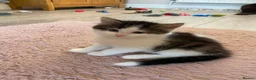 British Shorthair cats for sale: 6 stunning kittens - Advert 15