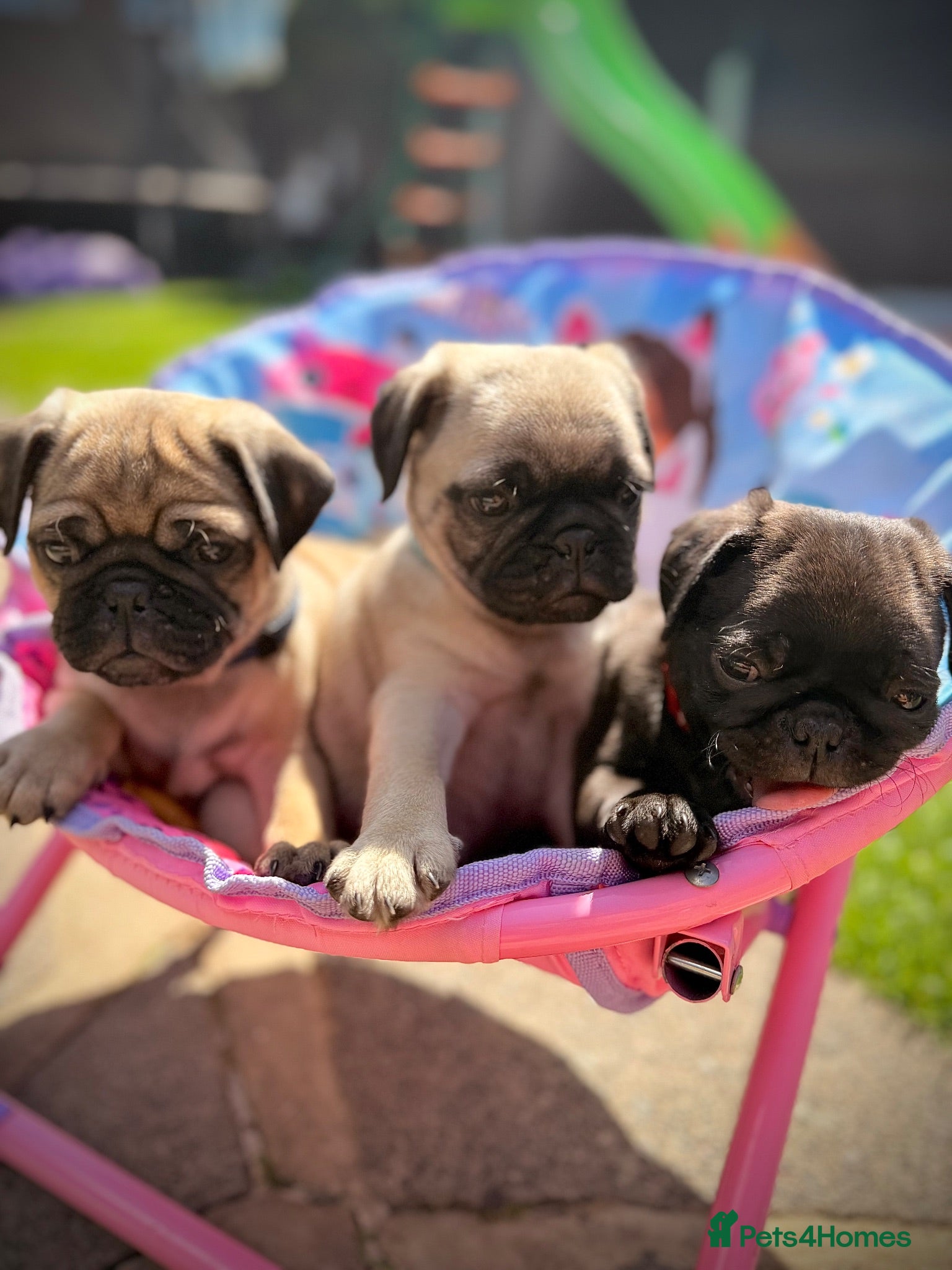 Pug dogs Ready for their new homes. Sale❤️Pug Puppies🥰 - Advert 1
