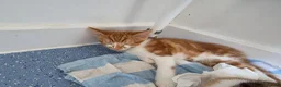 British Shorthair cats for sale: 2 ginger tabby boy kittens  in South Molton - Advert 2