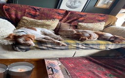 Brittany Spaniel dogs for adoption: Cronos a wonderful Brittany - Advert 4