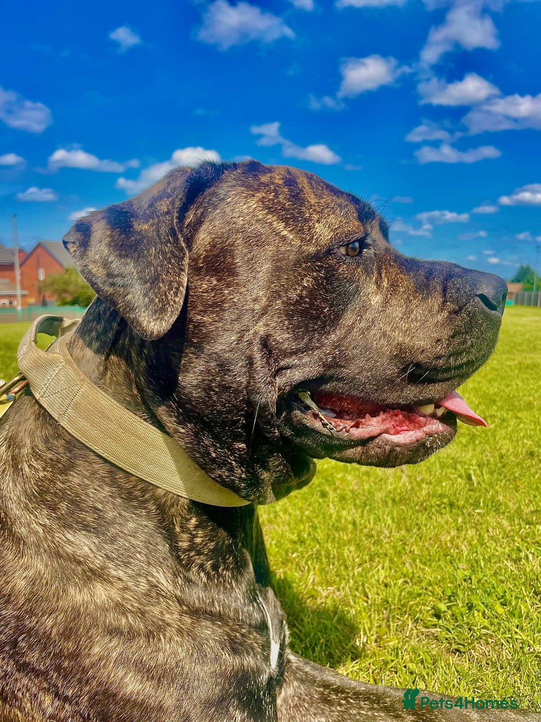 Cane Corso dogs for stud: 2 year old Corso for stud With options  - Image 3