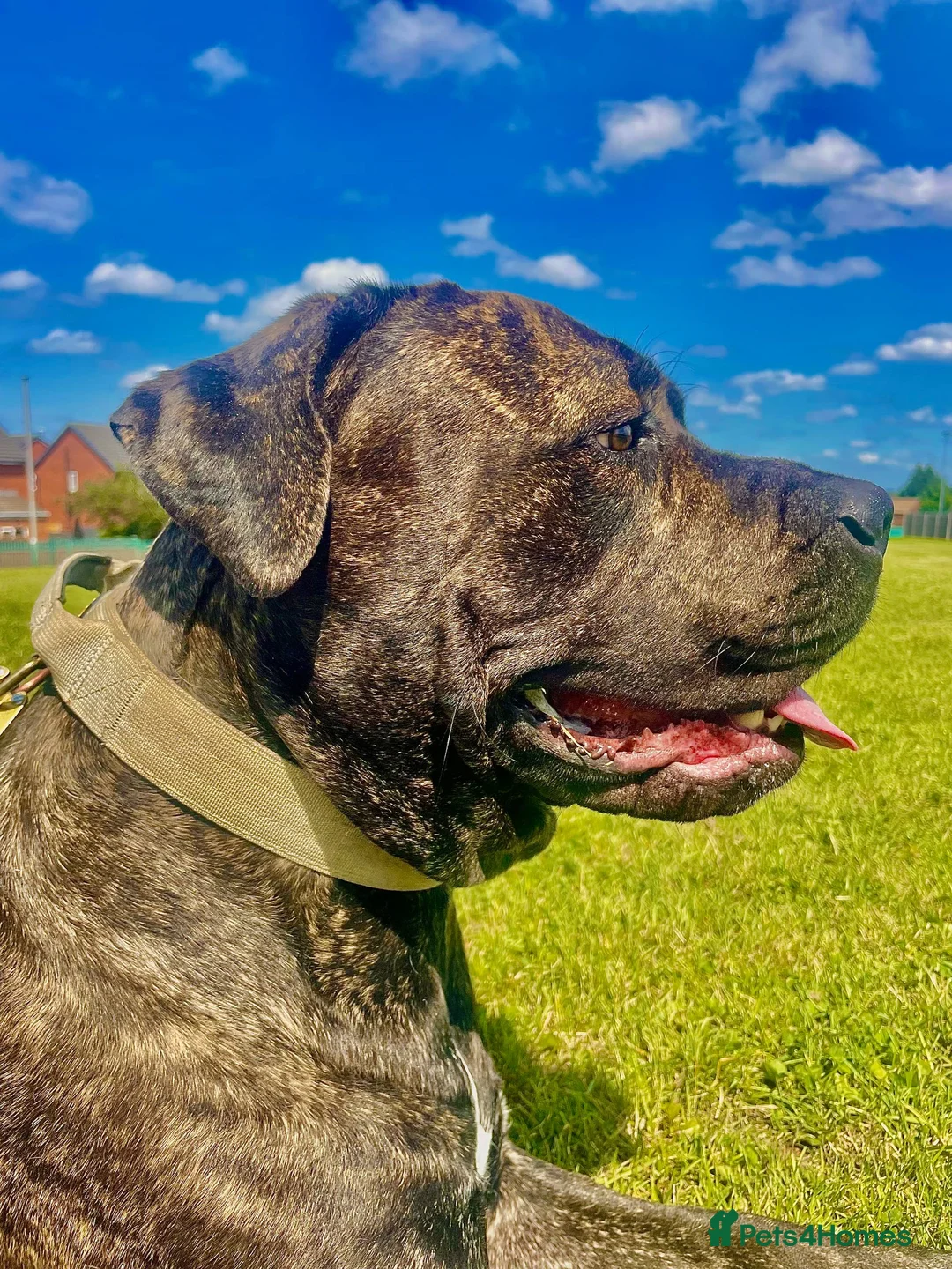Cane Corso dogs for stud: 2 year old Corso stud With options  - Advert 3