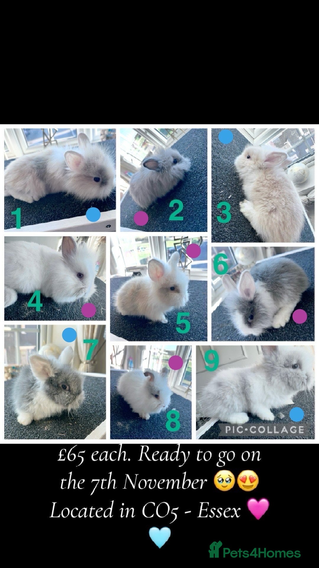Lionhead rabbits for sale: Mixed lot of double main Lionhead bunnies 😍 - Advert 1