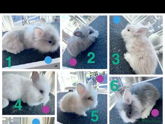 Lionhead rabbits for sale: Mixed lot of double main Lionhead bunnies 😍 - Advert 1