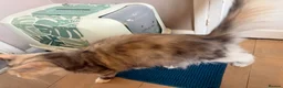 Maine Coon cats for sale: These lovely kittens are ready to go  in Ipswich - Advert 12