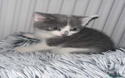 British Shorthair cats for sale: Kittens for sale bradford - Image 17