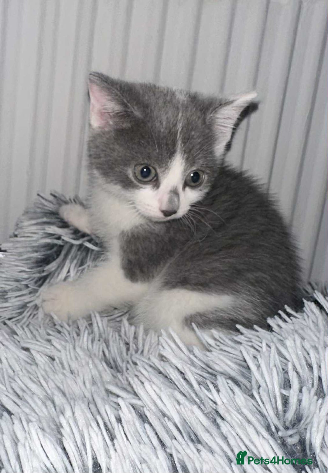 British Shorthair cats for sale: Kittens for sale bradford - Image 17
