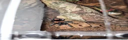 Tarantulas invertebrates for sale: Trinand dwarf tarantula  in Rotherham - Advert 2
