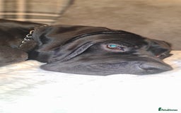 Cane Corso dogs for sale: 1year old cane corso *Silas* - Image 6