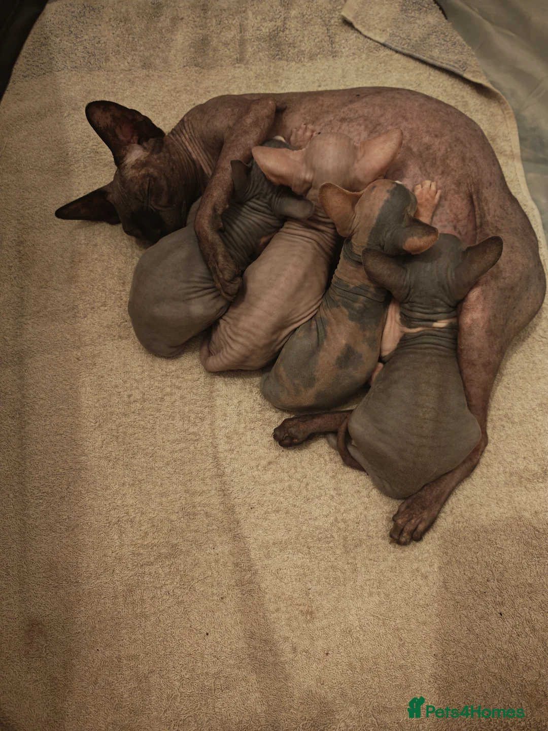 Sphynx cats for sale: Sphinx boy - Advert 2