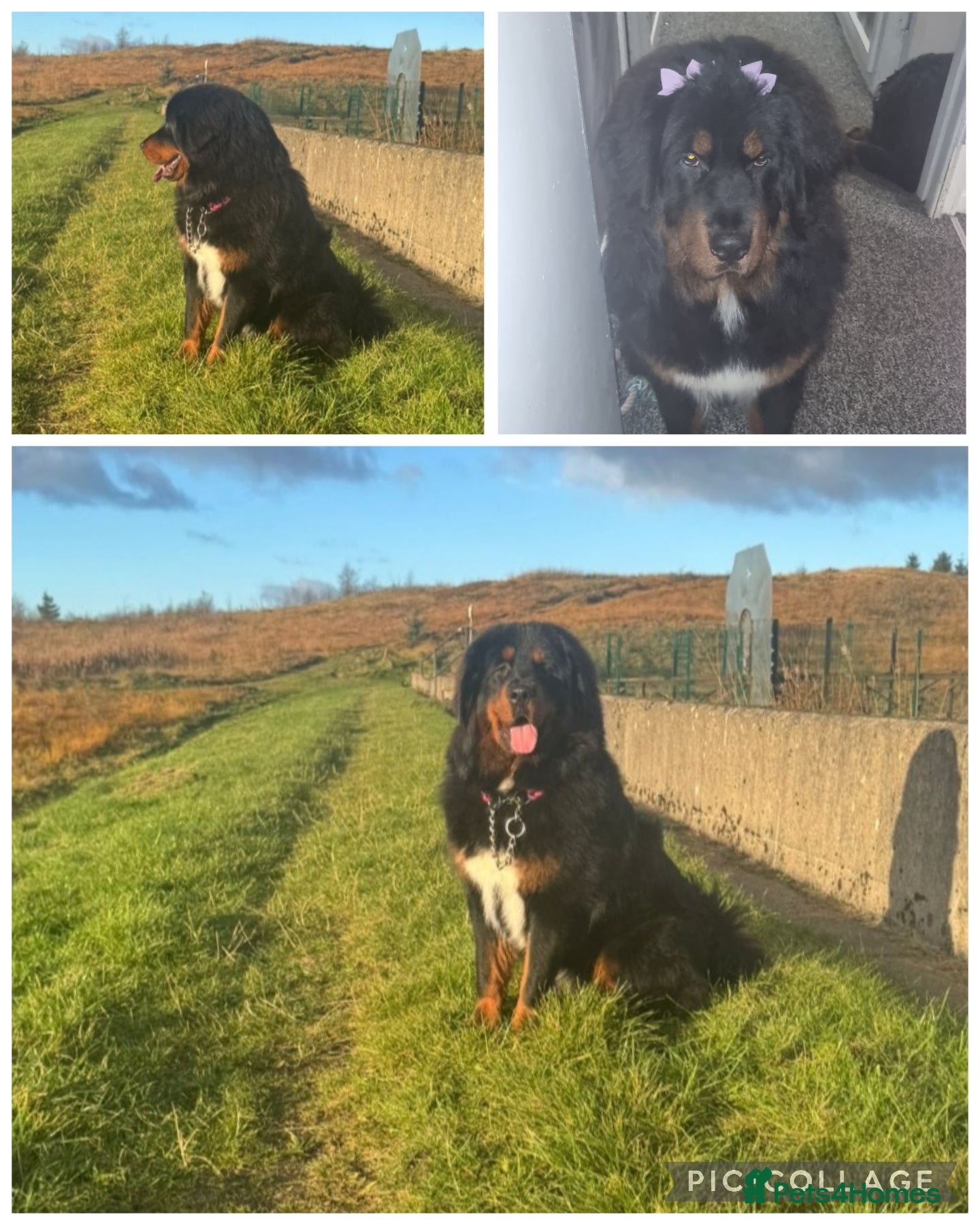 Tibetan Mastiff dogs Tibetan mastiff female  - Advert 1