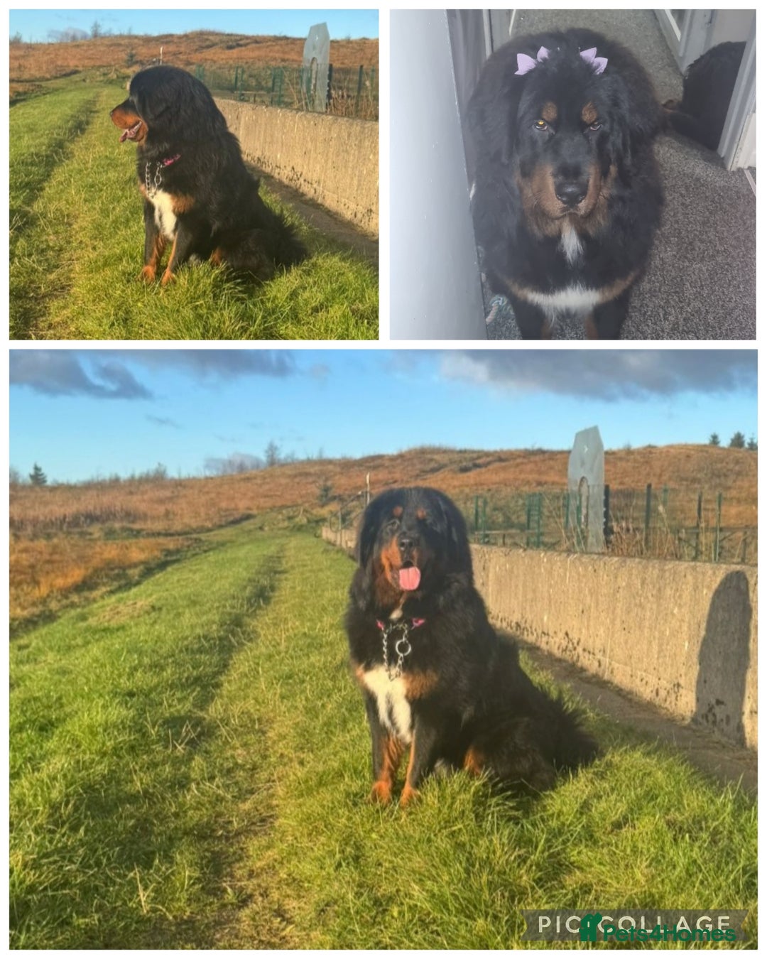 Tibetan Mastiff dogs for sale: Tibetan mastiff female  - Advert 1