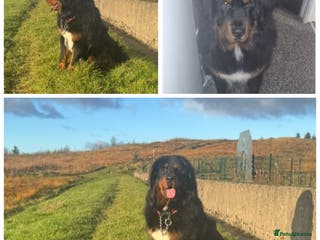 Tibetan Mastiff dogs Tibetan mastiff female - Advert 15