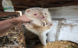 Ferret rodents for sale: 9 Ferrets for sale - Image 21