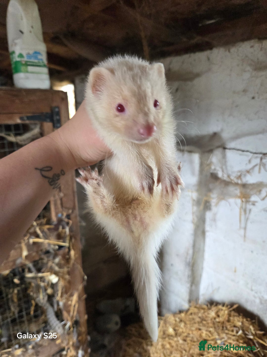 Ferret rodents for sale: 9 Ferrets for sale - Image 21