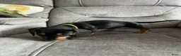 Miniature Dachshund dogs for sale: Miniature Dachshund Puppies in Dumfries - Advert 11