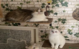 Munchkin cats for sale: Full pedigree munchkin kitten  - Image 12
