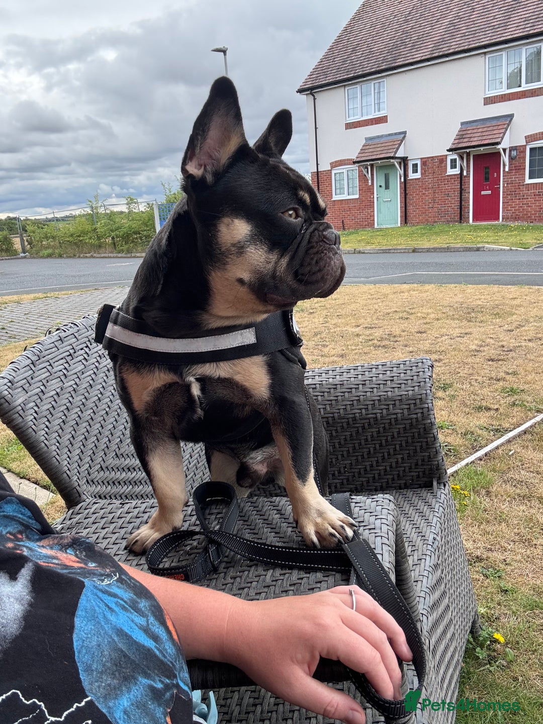 French Bulldog dogs for sale: 10 month old male Frenchbulldog  - Image 6