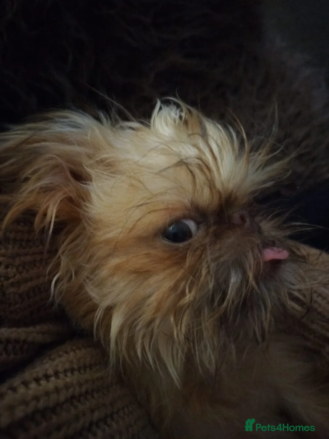 Griffon Bruxellois dogs for sale: Mini Chocolate Fawn Male - Advert 8