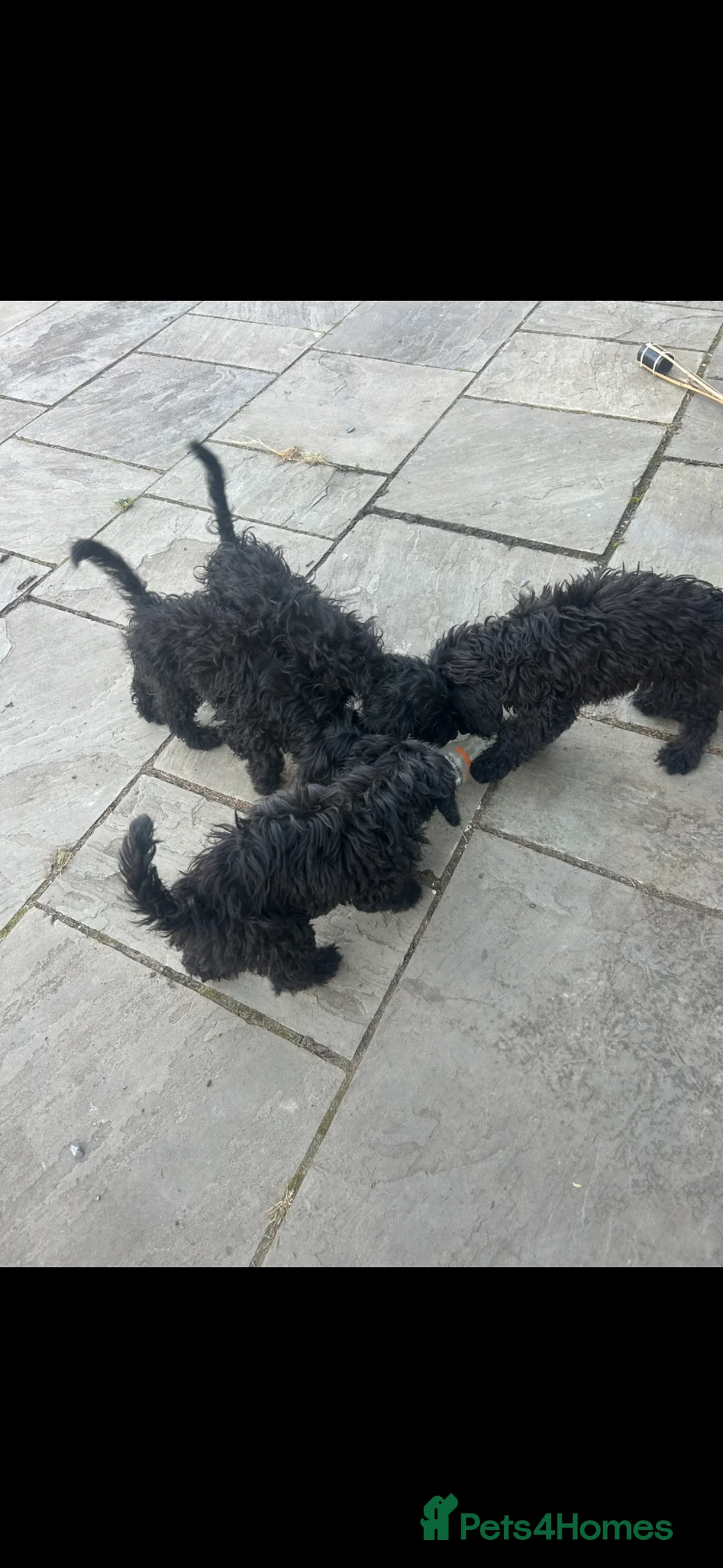 Cockapoo dogs for sale: Stunning f1 Cockerpoo puppies - Advert 7