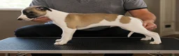 Whippet dogs for sale: Outstanding kc whippet - Advert 11