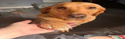Labrador Retriever dogs for sale: Labrador puppies!  in Doncaster - Advert 3