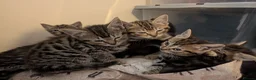 Mixed Breed cats for sale: Gorgeous Kittens Ready for their new homes now.  - Advert 6