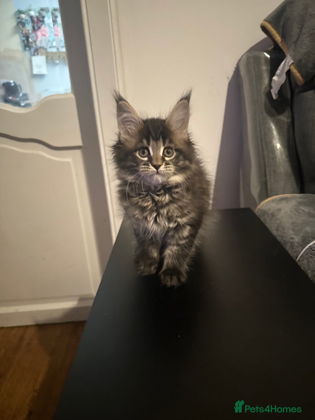 Maine Coon cats for sale: 3 Maine coon kittens  - Advert 6