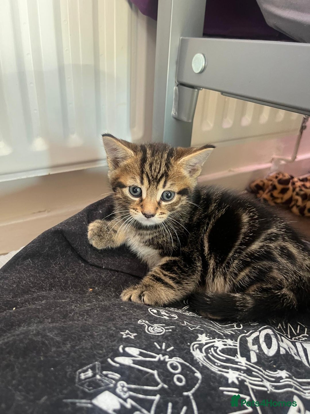 Mixed Breed cats for sale: 3 gorgeous kittens looking for forever home. - Image 7
