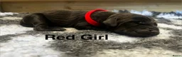 Labrador Retriever dogs for sale: Beautiful KC Labrador Puppy-only 1 black girl left - Advert 10