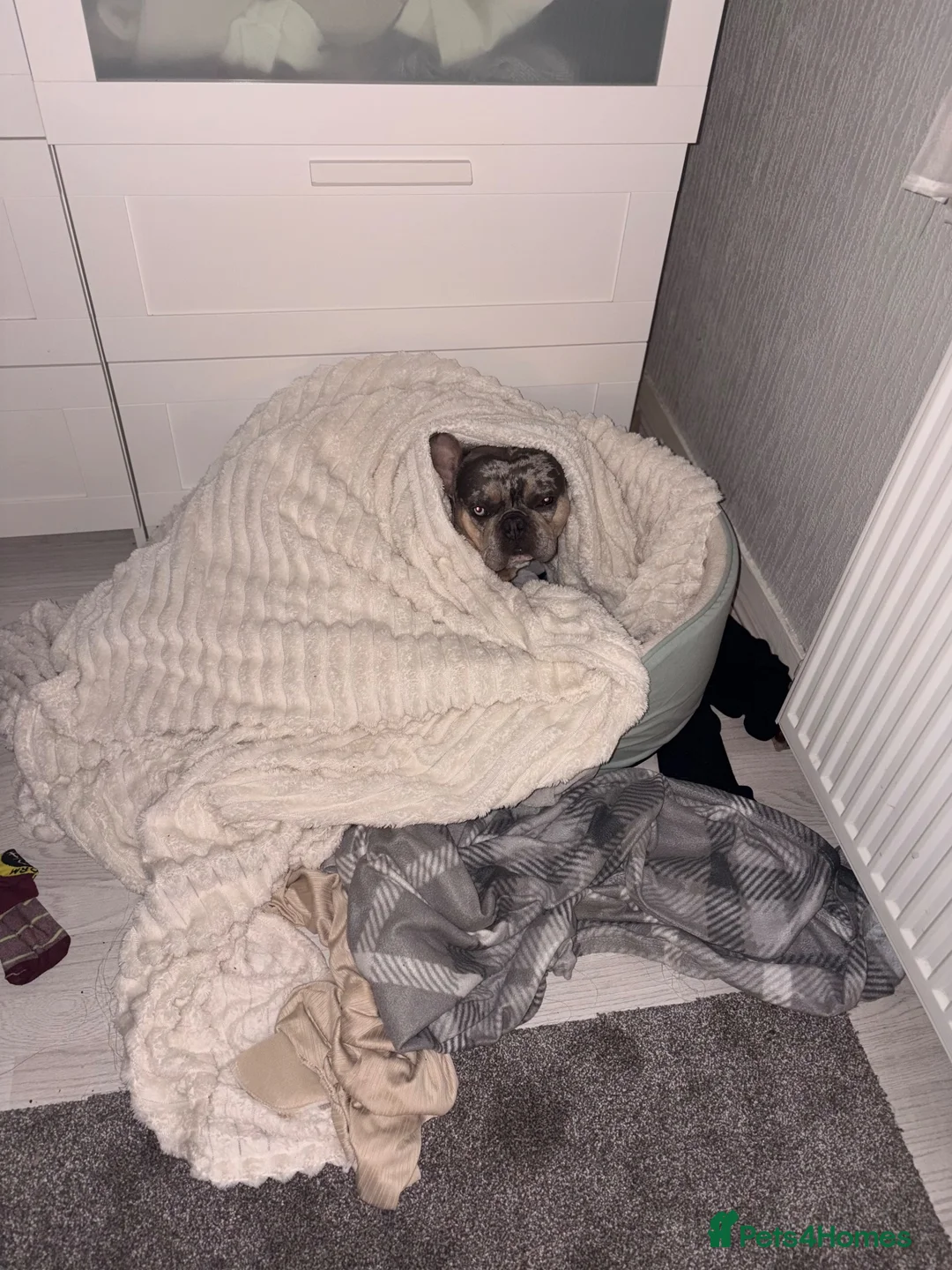 French Bulldog dogs for stud: MARVEL💙 in Manchester - Advert 2