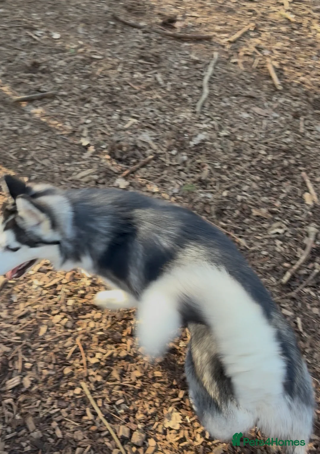 Siberian Husky dogs for sale: 6 month old female husky - Advert 7