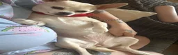 Chug dogs for sale: Rehoming poppy - Advert 1