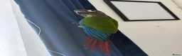Conures birds for sale: Green cheek conure for sale in Cardiff - Advert 5