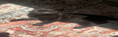 Maine Coon 2