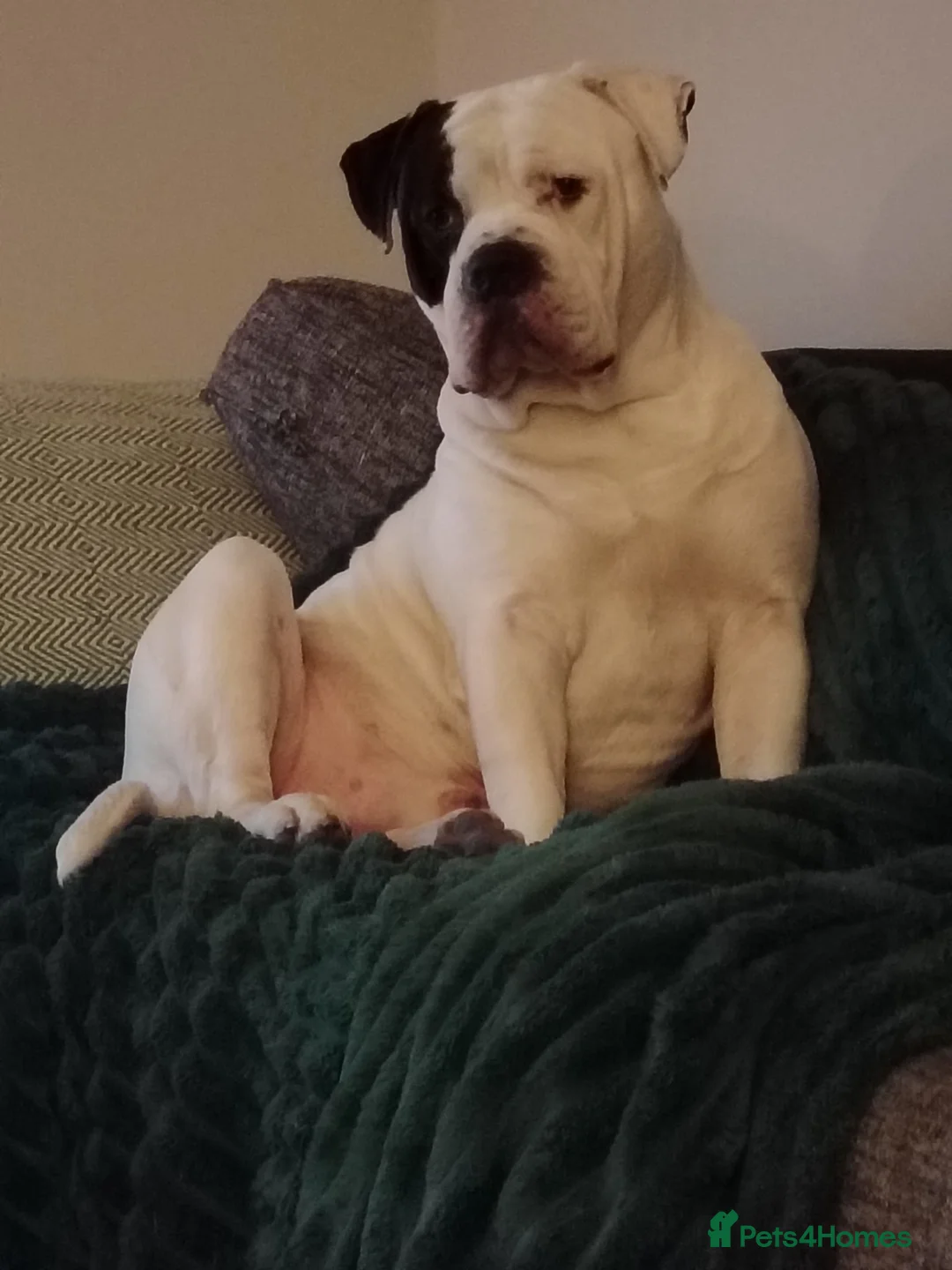 Mixed Breed dogs for sale: Mr Spike  - Advert 1