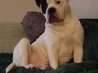 Mixed Breed dogs Mr Spike - Advert 1