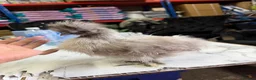 Chickens poultry for sale: 🐥🐣🥚USA Bearded silkies🐥Vorwerk🐥Brahmas🥚🐣🐥 - Advert 5