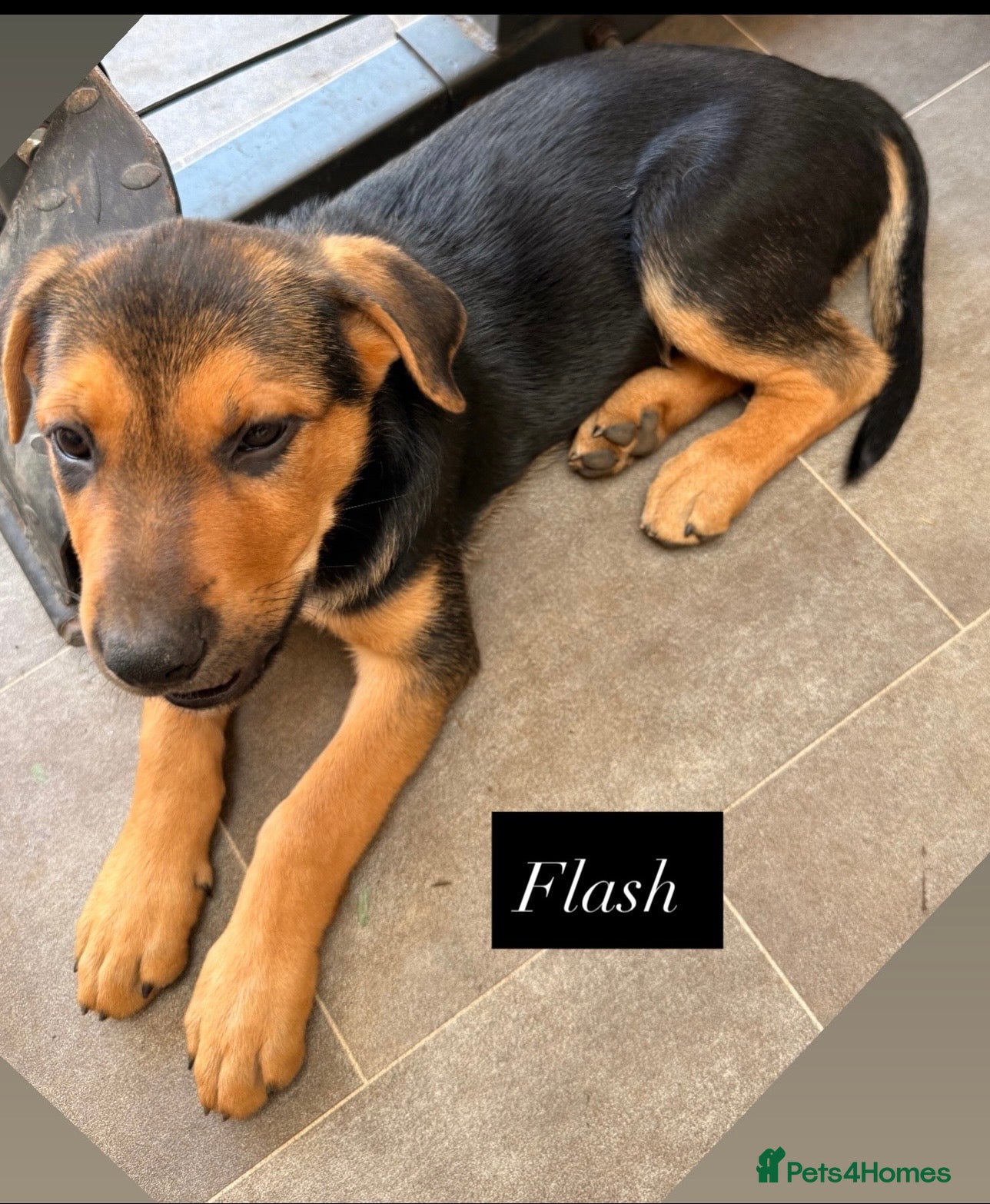 Mixed Breed dogs  Stunning Rottweiler × German Shepherd Puppies - Advert 2