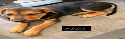 Mixed Breed dogs for sale:  Stunning Rottweiler × German Shepherd Puppies - Advert 1