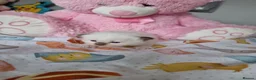 Ragdoll cats for sale: Beautiful Ragdoll Type kittens HCM and PKD free  - Advert 8