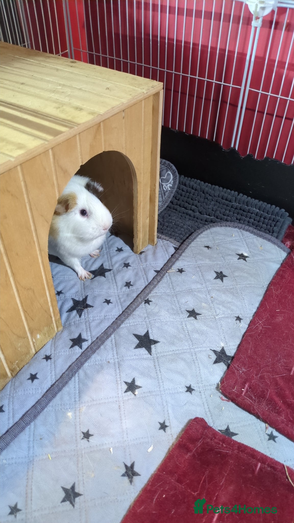 Guinea Pig rodents Male and female guinea pigs - Advert 2