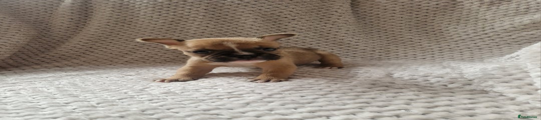 Mixed Breed Puppy 7