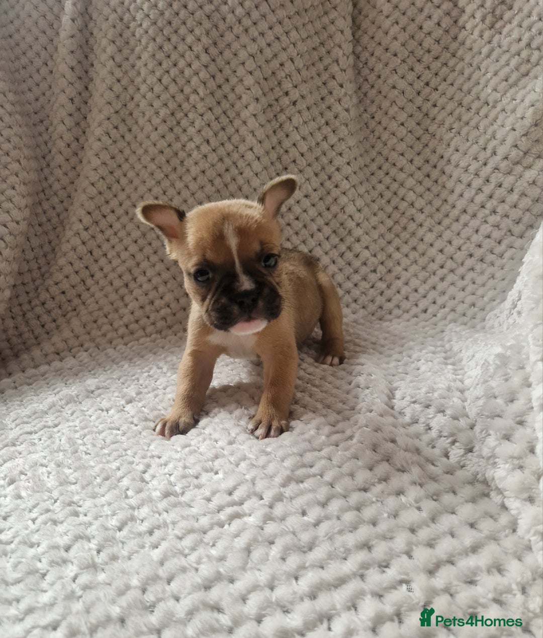 Mixed Breed dogs for sale: Beautiful Mini - Bull pups for sale  - Image 7