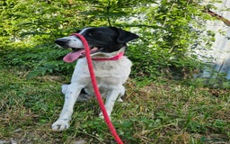 Mixed Breed dogs for adoption: NALA, a Lovely Girl - for a Loving Home - Image 17