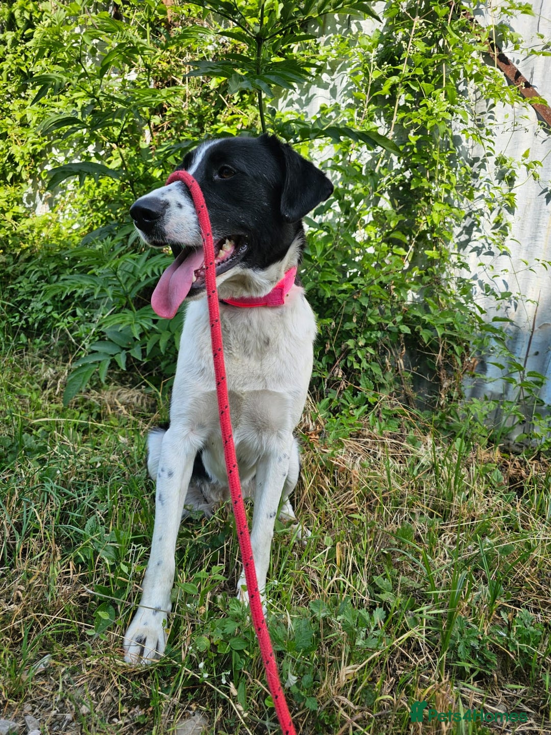 Mixed Breed dogs for adoption: NALA, a Lovely Girl - for a Loving Home - Image 17