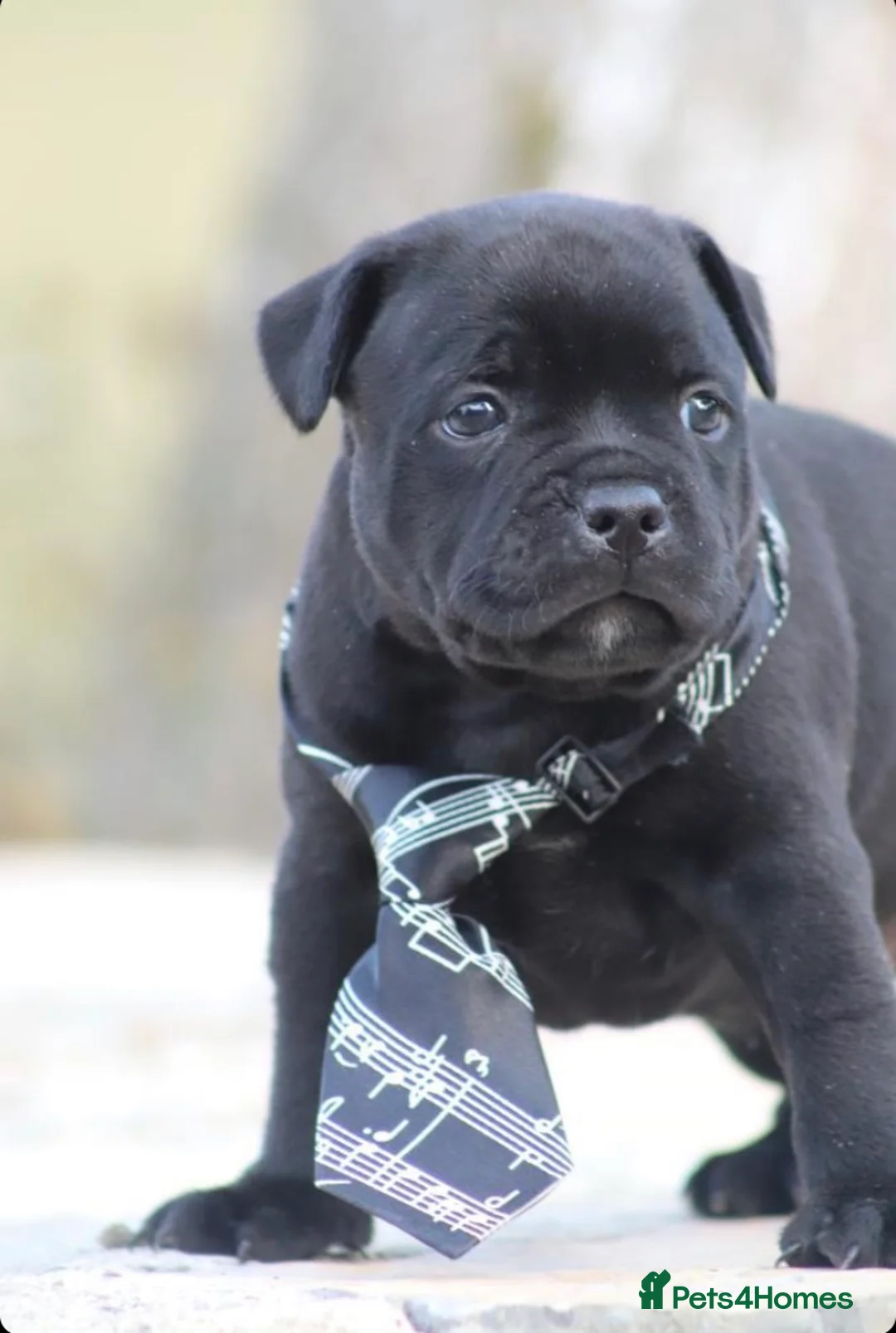 Staffordshire Bull Terrier dogs for stud: 📣THE 🔝 PRODUCING BLACK BLUE GENE CHAMPION IN UK  in Faversham - Advert 12