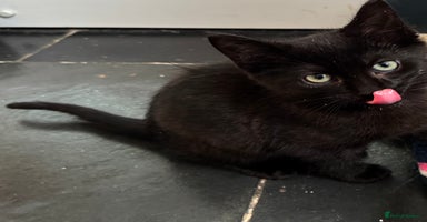 British Shorthair cats - Advert 8